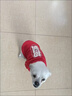 短云新年喜慶貓咪寵物衣服冬季加絨加厚保暖狗狗衣服布偶小型犬拜年潮 2026-紅色（1A3） XL（建議8-11斤） 曬單實(shí)拍圖