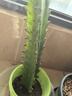 龍骨植物盆栽辦公室外客廳仙人掌吸甲醛四季好養植物綠植巴西龍骨 【25-30cm】高一顆 不含盆 曬單實(shí)拍圖