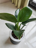 新大葉金鉆綠公主盆栽植物除甲醛綠植辦公室四季常青室內客廳擺放 【拍一發(fā)二】金鉆+灰繁星吸水盆 含盆高度15-20厘米 曬單實(shí)拍圖