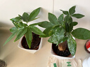 發(fā)財樹(shù)盆栽綠植室內客廳桌面凈化空氣迷你擺件懶人好養花卉植物 單桿發(fā)財樹(shù)+方韻樹(shù)脂套盆 曬單實(shí)拍圖
