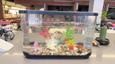 LZJV魚(yú)缸小型家用塑料透明水族箱客廳桌面生態(tài)造景一體式烏龜缸金魚(yú)缸 黑色【超清8K/不糊缸】透明可視 電視機造型基礎款【送爬架】 曬單實(shí)拍圖