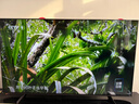 Vidda海信電視65英寸 R65  一級能效 144Hz高刷 2+32G 換新家電國家補貼液晶游戲電視65V1Q-R 曬單實(shí)拍圖