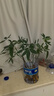 臨雅發(fā)財樹(shù)盆栽室內水培綠植物水養花卉辦公室桌面小招財擺件好養 水培發(fā)財樹(shù)40~50cm5枝-單發(fā)植物 曬單實(shí)拍圖