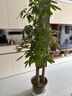 臨雅步步高招財樹(shù)植物大型發(fā)財樹(shù)盆栽喬遷開(kāi)業(yè)1.8-2.0m福字盆源頭直發(fā) 曬單實(shí)拍圖
