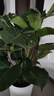 植男植女老樁龜背竹盆栽客廳室內大型植物大葉綠植辦公室新房好養源頭直發(fā) 曬單實(shí)拍圖