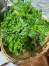 沃江源野生新鮮薺菜 地菜天然野菜薺薺菜 可食用蔬菜 春季野菜 4斤 曬單實(shí)拍圖