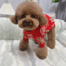 嬉皮狗（hipidog）寵物衣服秋冬福祿滿(mǎn)滿(mǎn)新年兩腳毛衣狗狗貓咪比熊過(guò)年喜慶保暖服飾 福祿滿(mǎn)滿(mǎn) M（建議體重6-10斤） 曬單實(shí)拍圖