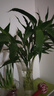 佳賀（JIAHE）富貴竹水培植物鴻運竹客廳招財竹子節節高鮮花綠植盆栽花卉室內花 【新店促銷(xiāo)】富貴竹60-70cm 8支裝 曬單實(shí)拍圖