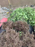 北海道黃楊苗冬青樹(shù)苗四季常青庭院圍墻籬笆檔墻耐寒植物樹(shù)苗 北海道直立冬青80-1米高【10顆】 曬單實(shí)拍圖