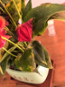 【年宵花大紅掌桌面款】室內綠植好養盆栽四季開(kāi)花吸甲醛凈化空氣 【至少10朵花】特級紅掌+財源滾滾陶瓷盆 曬單實(shí)拍圖
