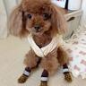嬉皮狗（hipidog）狗狗襪子護爪防滑長(cháng)筒襪關(guān)節保護套腳套防滑襪室內小狗專(zhuān)用小型犬 洛米棕 XS （建議體重10斤內） 曬單實(shí)拍圖