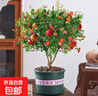 石榴盆景賞果樹(shù)苗帶果盆栽老樁室內陽(yáng)臺庭院四季開(kāi)花客廳綠植花卉 10年紅色石榴 帶花苞（加倫盆） 曬單實(shí)拍圖