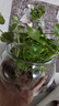 【銅錢(qián)草】水培綠植物辦公室桌面水養金錢(qián)草室內四季常青花卉盆栽 2套銅錢(qián)草+圓球玻璃盆 曬單實(shí)拍圖