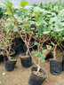 紅心軟棗獼猴桃樹(shù)果苗彌獼猴桃苗嫁接南北方種植獼猴桃苗當年結果 黃金5年精選苗（買(mǎi)1送1）種下2個(gè)月結果 80cm(含)-89cm(含) 曬單實(shí)拍圖