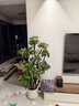 嘆為觀(guān)止大型植物發(fā)財樹(shù)各種大顆盆栽開(kāi)業(yè)喬遷客廳辦公室內好養大型花卉 造型鴨腳木【1.4-1.6米】 含盆 曬單實(shí)拍圖