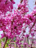 紫荊花樹(shù)苗庭院抗寒花卉室外院子里適合種不怕曬不怕凍紫色的花 叢生紫荊花【3-5分叉】1棵 曬單實(shí)拍圖