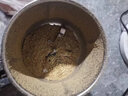 JCZS德國品質(zhì)新款磨粉機超細大容量研磨機五谷中藥料理干磨專(zhuān)用粉碎機 頂配-強勁電機+磨粉超細共5套八葉精鋼刀 曬單實(shí)拍圖
