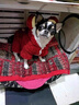 阿莫爾狗狗衣服秋冬裝可愛(ài)熊頭四腳衣喜慶保暖防掉毛金漸層布偶貓咪衣服 紅色熊頭 S【建議3-5斤，具體參考尺碼表】 曬單實(shí)拍圖