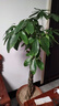 發(fā)財樹(shù)客廳大型盆栽辦公室綠植五辮子喬遷開(kāi)業(yè)送禮大號植物盆景 1.5-1.6米辮子款【福字款】 含盆 曬單實(shí)拍圖