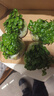 銅錢(qián)草水培植物室內辦公室桌面盆栽花卉四季常青綠植凈化空氣懶人 銅錢(qián)草精品帶葉子151-200+營(yíng)養液 不含盆 曬單實(shí)拍圖