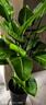 佳賀（JIAHE）天堂鳥(niǎo)盆栽客廳室內好養大型綠植辦公室大葉植物鶴望蘭源頭直發(fā) 【限時(shí)促銷(xiāo)】天堂鳥(niǎo)【1.2-1.4米】鉆石盆 曬單實(shí)拍圖