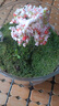 綠蔭巷子苔蘚微景觀(guān)生態(tài)瓶私人草坪桌面迷你盆栽辦公室創(chuàng  )意教師節禮物神奇 【成品】櫻花樹(shù)下 曬單實(shí)拍圖