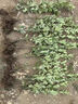 金邊黃楊苗庭院綠化苗木四季常青耐寒好養活觀(guān)葉冬青籬笆常綠樹(shù)苗 金邊黃楊試種苗(10cm-20cm)50棵 50cm(含)-60cm(不含) 曬單實(shí)拍圖