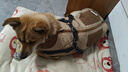 POPOCOLA小狗狗衣服羽絨秋冬季泰迪比熊雪納瑞小型犬寵物保暖棉服冬裝 可牽引馬甲棉服【卡其】 3XL【建議21-26斤】 曬單實(shí)拍圖