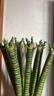 京云夢(mèng)富貴竹龍竹盆栽招財四季轉運竹盆栽65龍竹10根-不含瓶源頭直發(fā) 曬單實(shí)拍圖