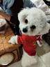 阿莫爾狗狗衣服寵物秋冬新年喜慶醒獅保暖加厚泰迪博美比熊中小型犬衣服 新年唐裝-非遺舞獅【親膚保暖】 M【建議5-7斤 具體參考胸圍背長(cháng)】 曬單實(shí)拍圖