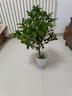 金邊瑞香盆栽濃香型帶花苞室內客廳陽(yáng)臺耐寒老樁大苗好養花卉植物 金邊瑞香8年苗高度40-50cm（不含盆）+肥料 曬單實(shí)拍圖