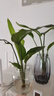 水培天堂鳥(niǎo)盆栽花卉植物室內客廳綠植面鶴望蘭吸甲醛四季好養活 精品水培天堂鳥(niǎo)40-50厘米3棵 曬單實(shí)拍圖