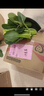 格沃斯（GEWOSI）上海青菜小油菜小青菜新鮮蔬菜農家自種小白菜火鍋青菜現摘現發(fā) 1斤上海青 曬單實(shí)拍圖