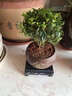 耘淘小葉赤楠盆栽老樁客廳花卉綠植室內桌面盆景老樁臥室盆栽盆景 精品小葉赤楠+蓮花古陶盆+方底托 曬單實(shí)拍圖