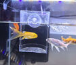 魚(yú)缸喂食器魚(yú)食龜糧自動(dòng)投喂小型孔雀魚(yú)小魚(yú)喂食管漂浮圈防飄散 魚(yú)糧不飄散 【1個(gè)裝】 贈 防脫落吸盤(pán) 曬單實(shí)拍圖