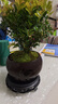 八芽 小葉赤楠盆景擺件室內綠植花卉盆栽老樁客廳辦公室桌面好養植物 【推薦款】小葉赤楠+舍得紫砂盆+苔蘚鋪面+底座 曬單實(shí)拍圖