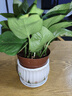 行湘綠蘿盆栽水培綠植新房除甲醛植物 110號綠蘿+草花陶瓷盆 源頭直發(fā) 曬單實(shí)拍圖