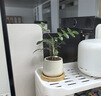 迷你盆栽綠植室內桌面辦公室好養花卉小盆景四季常青植物凈化空氣 七里香-白小雪梨盆-竹底托 帶盆栽好 曬單實(shí)拍圖