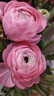 花珊珊【精品嚴選】A級錦鯉蝴蝶洋牡丹鮮花水培插花云南昆明基地直發(fā) 粉色洋牡丹8-10枝 曬單實(shí)拍圖