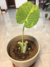 巨型象耳芋5米高大葉植物盆栽地栽庭院室內室外巨型觀(guān)葉綠植 5-8cm根直徑能長(cháng)1.2米左右 曬單實(shí)拍圖