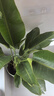 植男植女天堂鳥(niǎo)盆栽客廳室內好養大型落地真綠植辦公室植物鶴望蘭源頭直發(fā) 曬單實(shí)拍圖