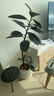 愛(ài)優(yōu)尚橡皮樹(shù)造型黑金剛室內客廳大型盆栽四季常綠植落地源頭直發(fā) 曬單實(shí)拍圖