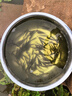 白鰱魚(yú)苗批發(fā)淡水小魚(yú)觀(guān)賞魚(yú)胖頭大頭花鰱扁魚(yú)邊魚(yú)冷水養殖食用鰱鳙白鰱苗 100條10-13厘米白鰱魚(yú)苗【加10%防損】 曬單實(shí)拍圖