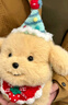 侶隨禮伴可愛(ài)西高地小狗情人節玩偶金毛狗狗公仔貓咪毛絨玩具娃娃新年禮物 草莓小金毛 西高地26CM/金毛貓咪20CM 曬單實(shí)拍圖