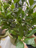 JCZS四季金桔橘樹(shù)苗脆皮帶果植物室內陽(yáng)臺綠植觀(guān)果年宵小橘子樹(shù)好養 【帶果發(fā)貨】四季金桔樹(shù)+紋理盆 曬單實(shí)拍圖