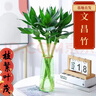 文昌竹4支 帶根節節高水培文昌竹綠植花卉植物室內花富貴竹水養開(kāi) 文昌竹（50-60cm）4支【含竹葉六角玻璃瓶】 曬單實(shí)拍圖