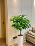 呆果丁幸福樹(shù)客廳大盆栽綠植室內大型花卉盆景綠植辦公室植物落地大盆栽 單桿幸福樹(shù)60-80cm（原土盆） 曬單實(shí)拍圖