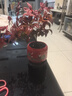 火焰南天竹盆栽冬季耐寒紅葉綠植室內外客廳陽(yáng)臺四季好養植物盆景 大火焰南天竹+紅旭日東升盆+底座+黑沙+吊卡 （含陶瓷盆） 曬單實(shí)拍圖