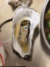 百鮮洽乳山生蠔鮮活特大牡蠣帶殼生吃海蠣子新鮮海鮮水產(chǎn)貝類(lèi)聚會(huì )燒烤 【巨大號】6XL 凈重8斤（9-13只） 曬單實(shí)拍圖