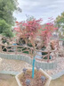 日本紅楓樹(shù)苗四季紅舞姬老樁盆栽盆景庭院別墅綠化植物苗室外 【日本紅舞姬】1cm粗1顆(基地現挖發(fā)貨) 81cm(含)-110cm(含) 曬單實(shí)拍圖